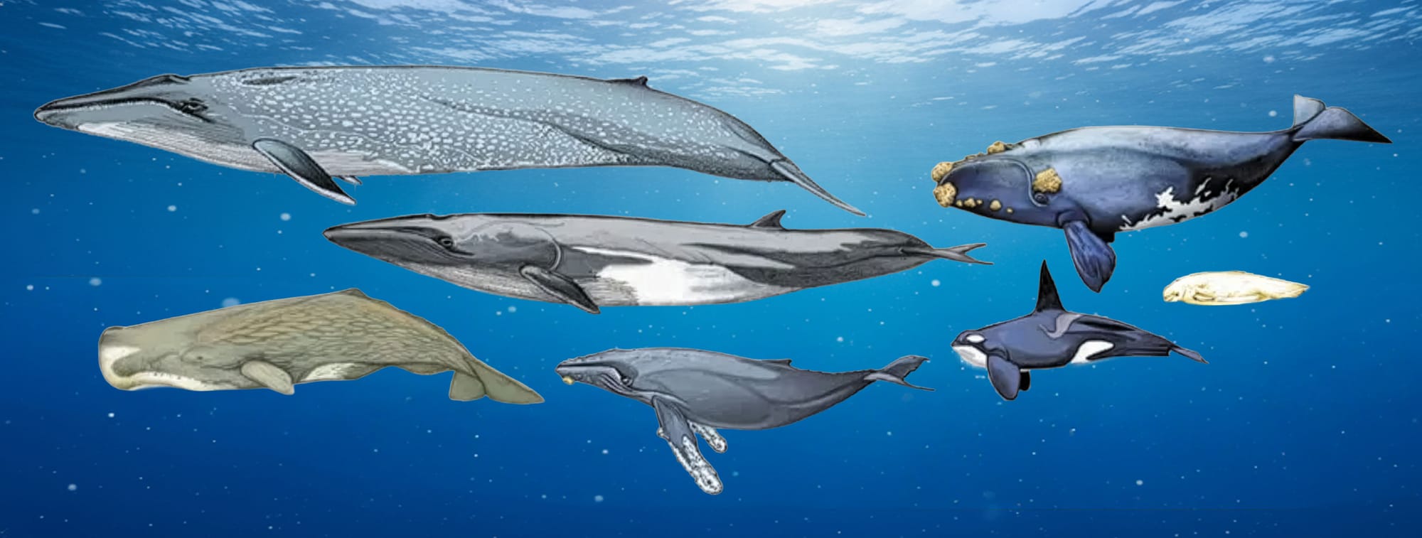 There be whales here!