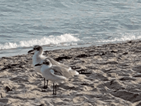 Birds on a Beach and Other Bugs